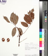 Protium polybotryum image
