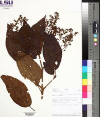Cordia bicolor image