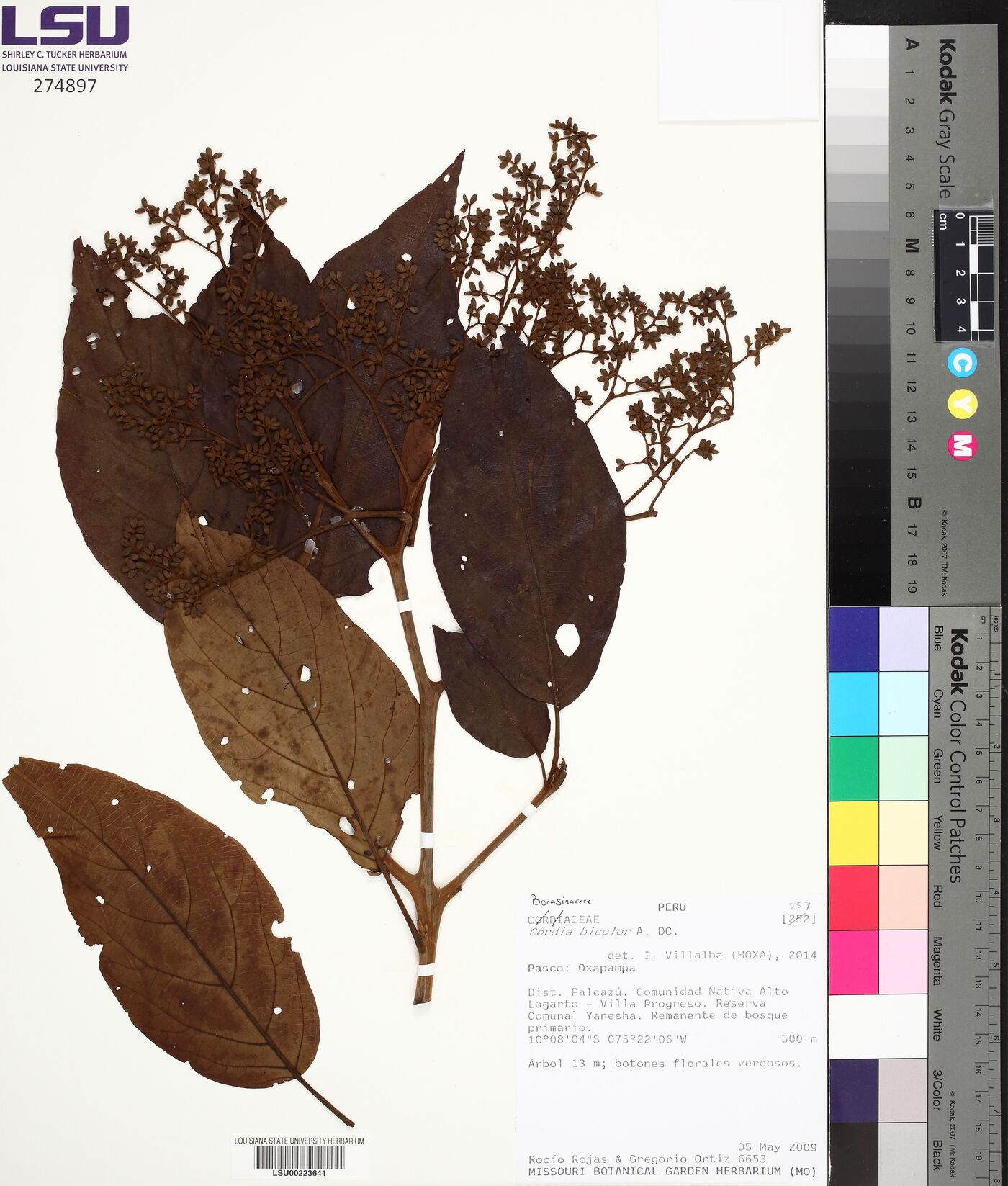 Cordia bicolor image
