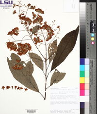 Cordia alliodora image