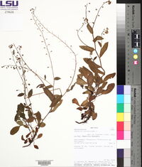 Myosotis scorpioides image