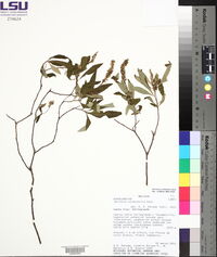 Cordia curassavica image