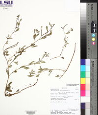 Heliotropium procumbens image