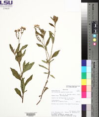 Heliotropium amplexicaule image