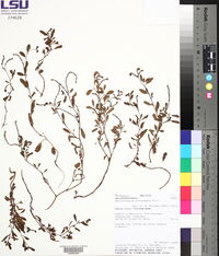 Heliotropium procumbens image