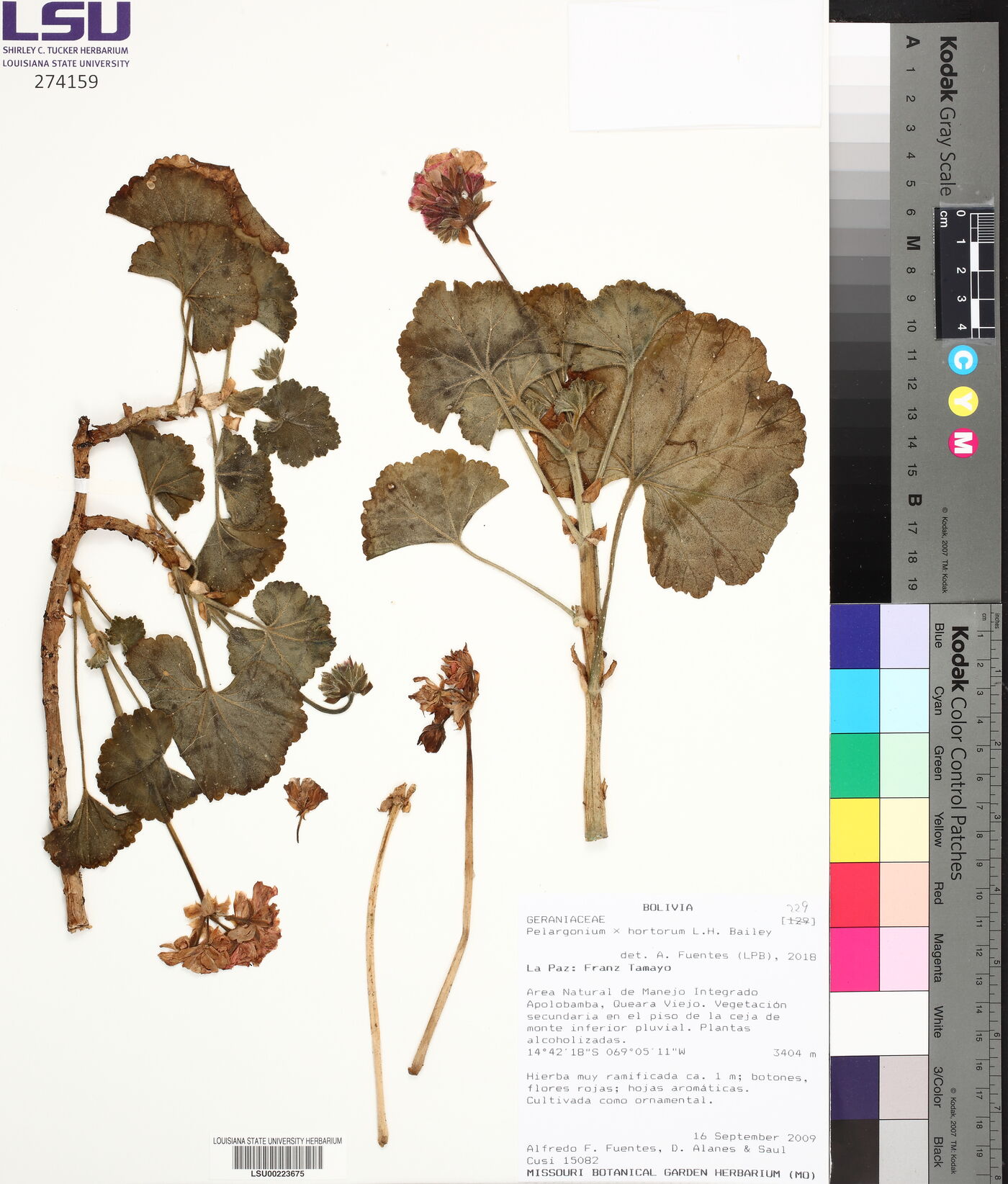 Pelargonium × hortorum image