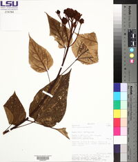 Bixa urucurana image