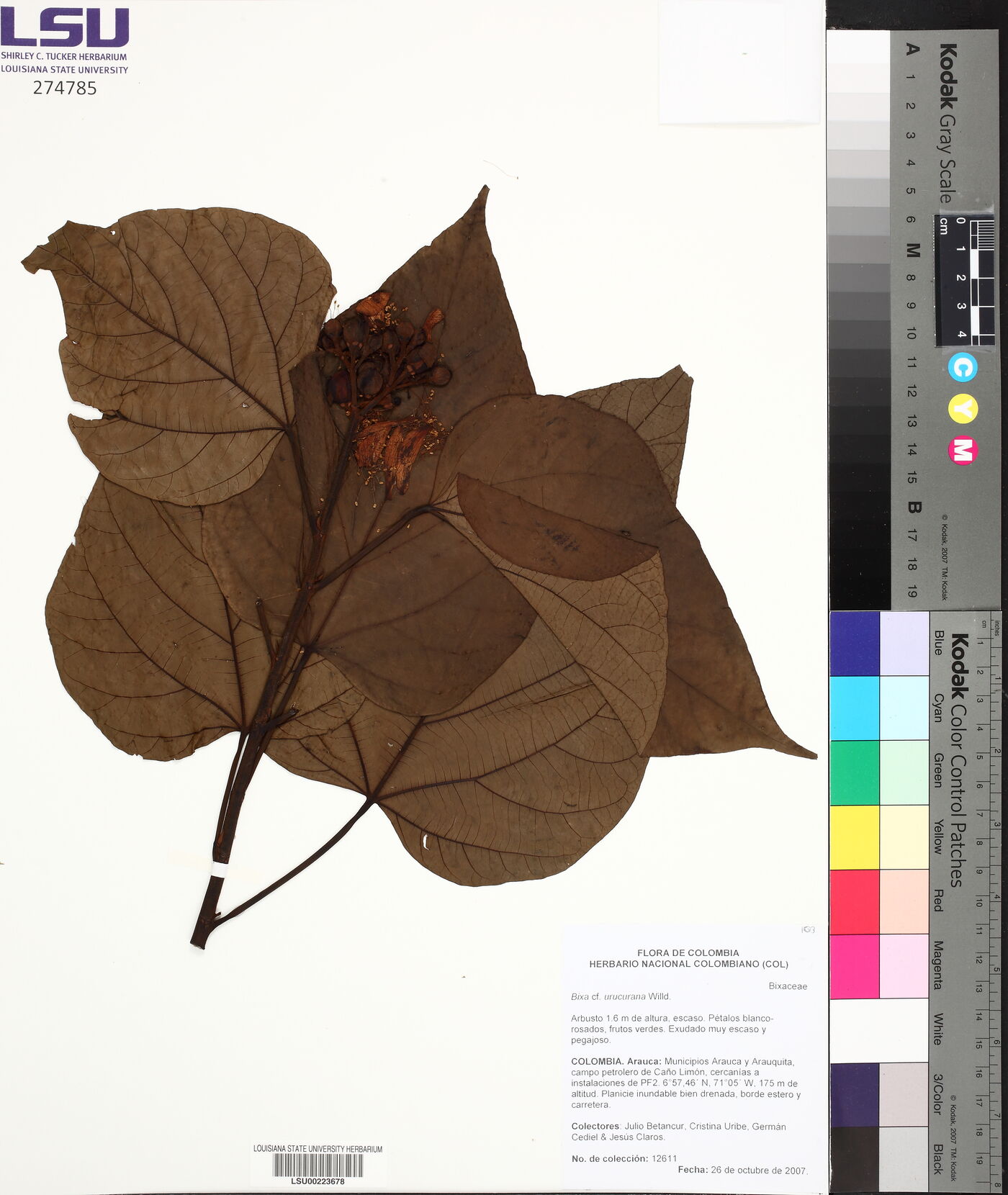 Bixa urucurana image