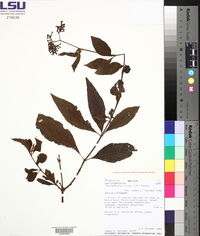 Tournefortia lilloi image