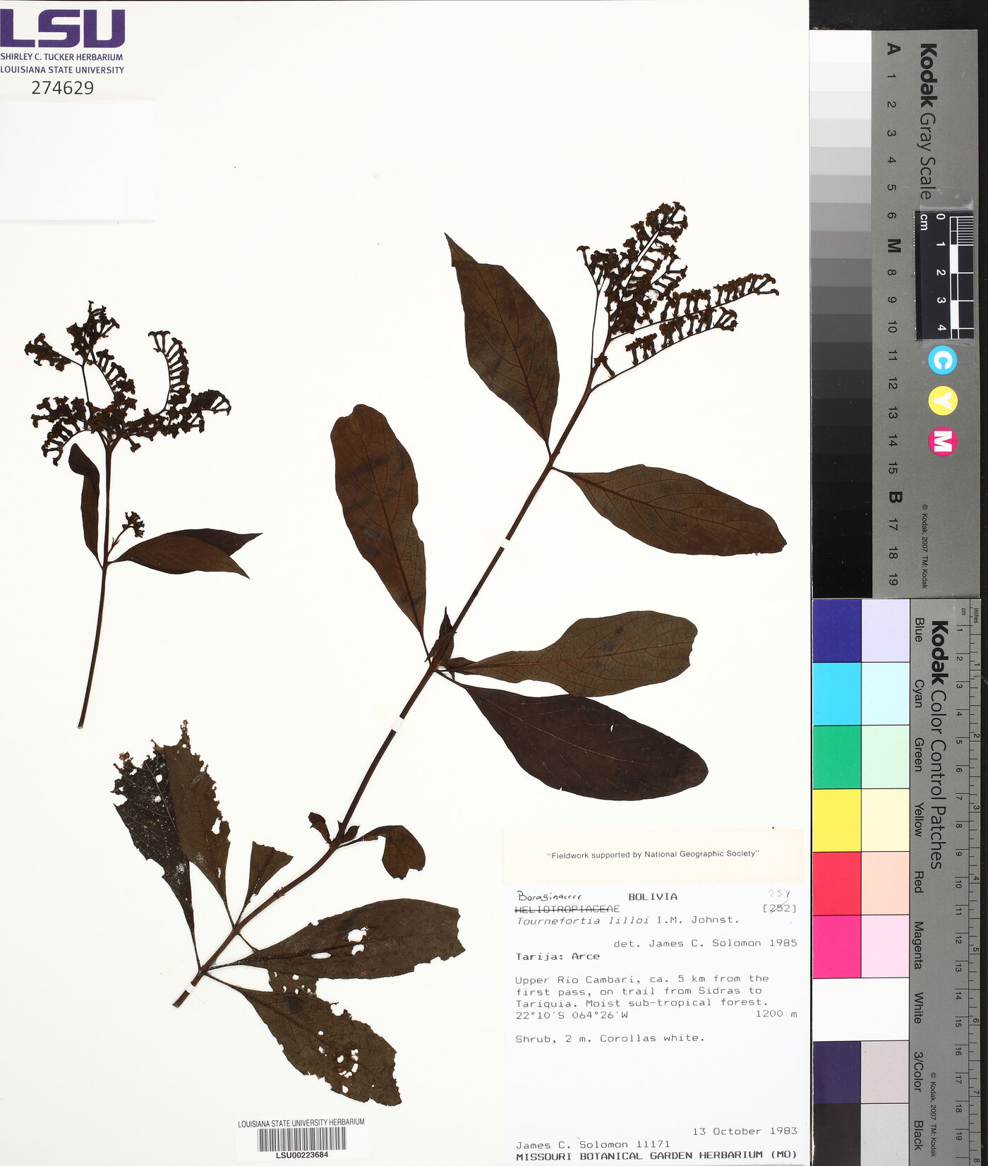 Tournefortia lilloi image