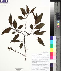 Tournefortia maculata image