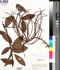 Mandevilla rugellosa image