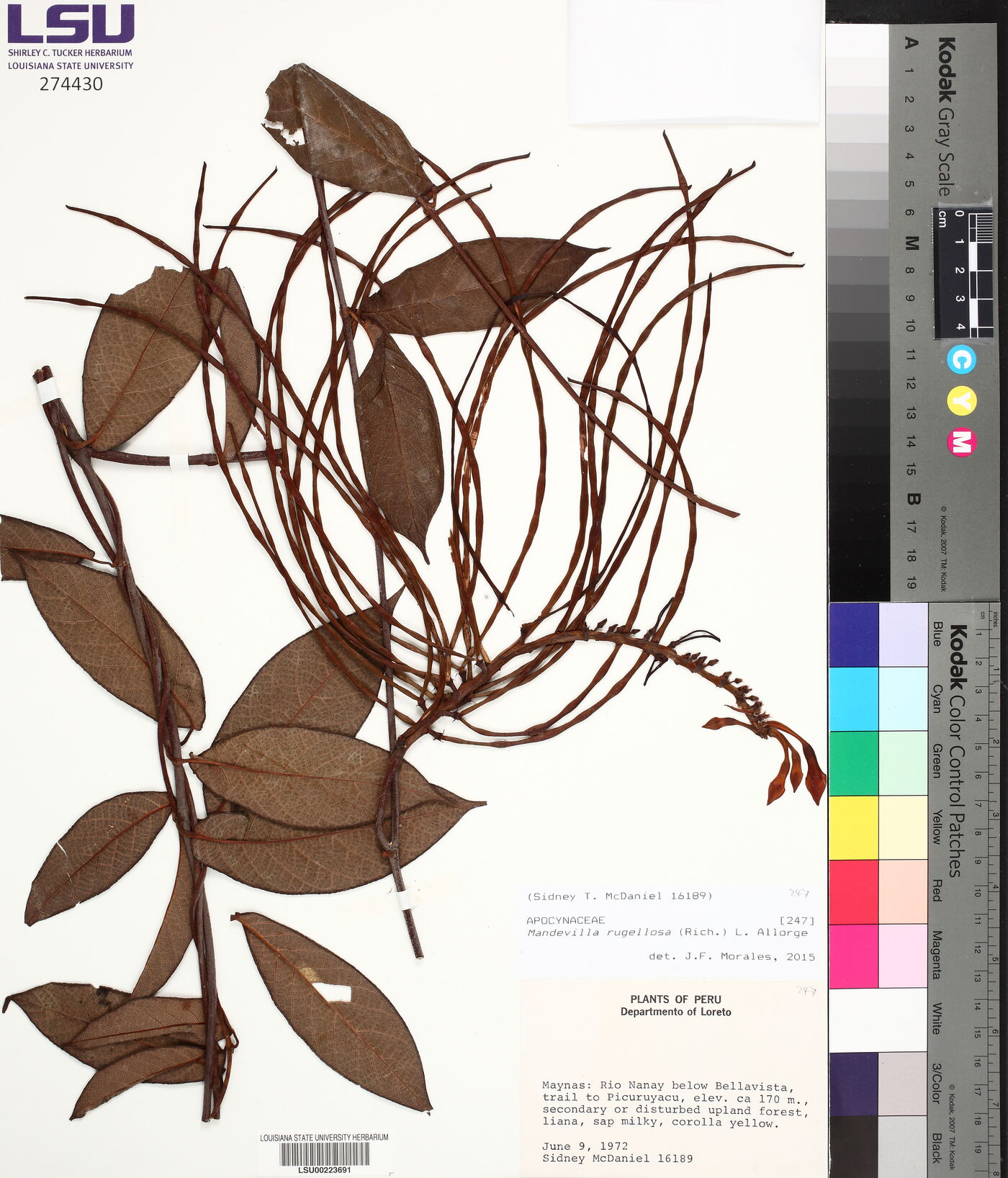 Mandevilla rugellosa image