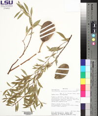Aspidosperma quebracho-blanco image