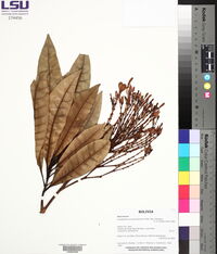 Himatanthus sucuuba image