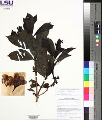 Allamanda cathartica image