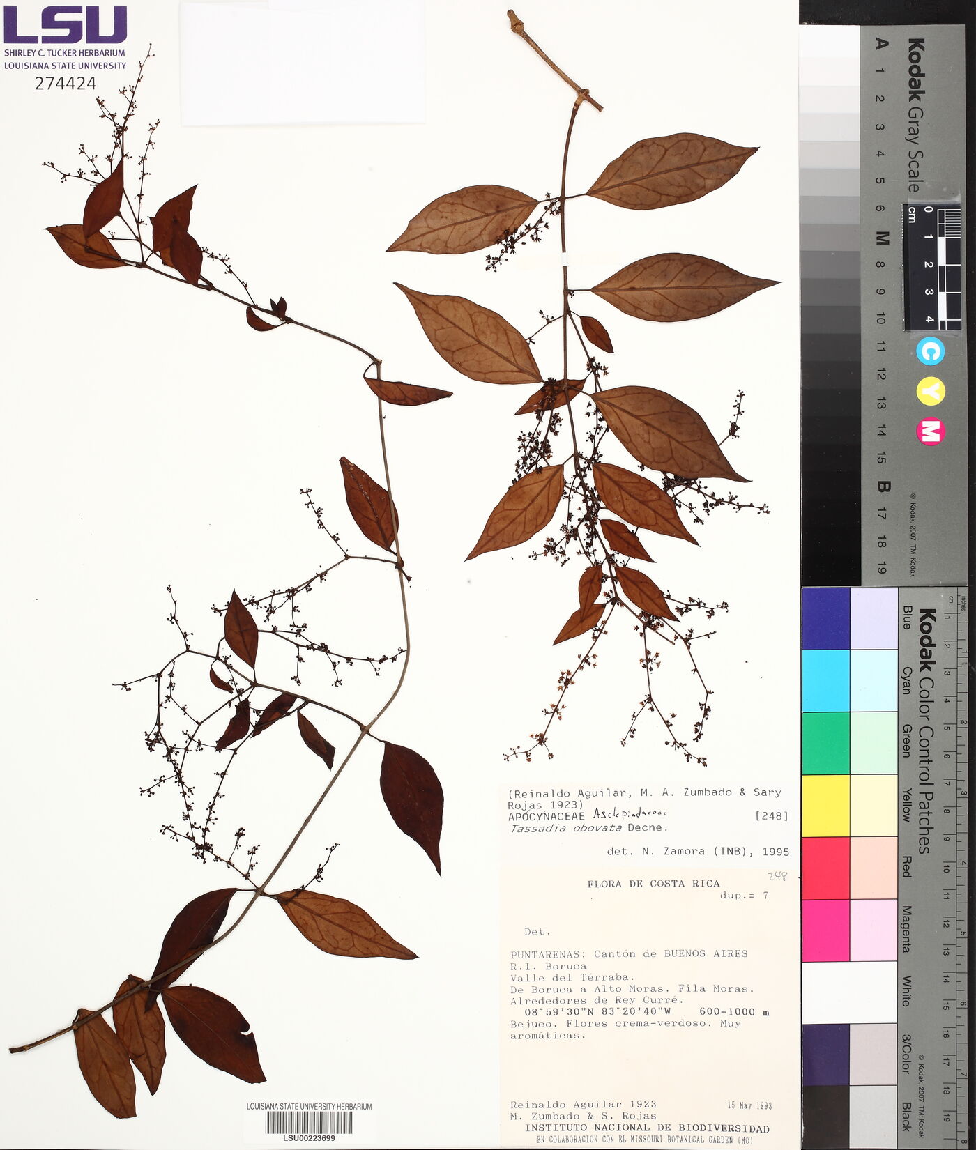 Tassadia obovata image