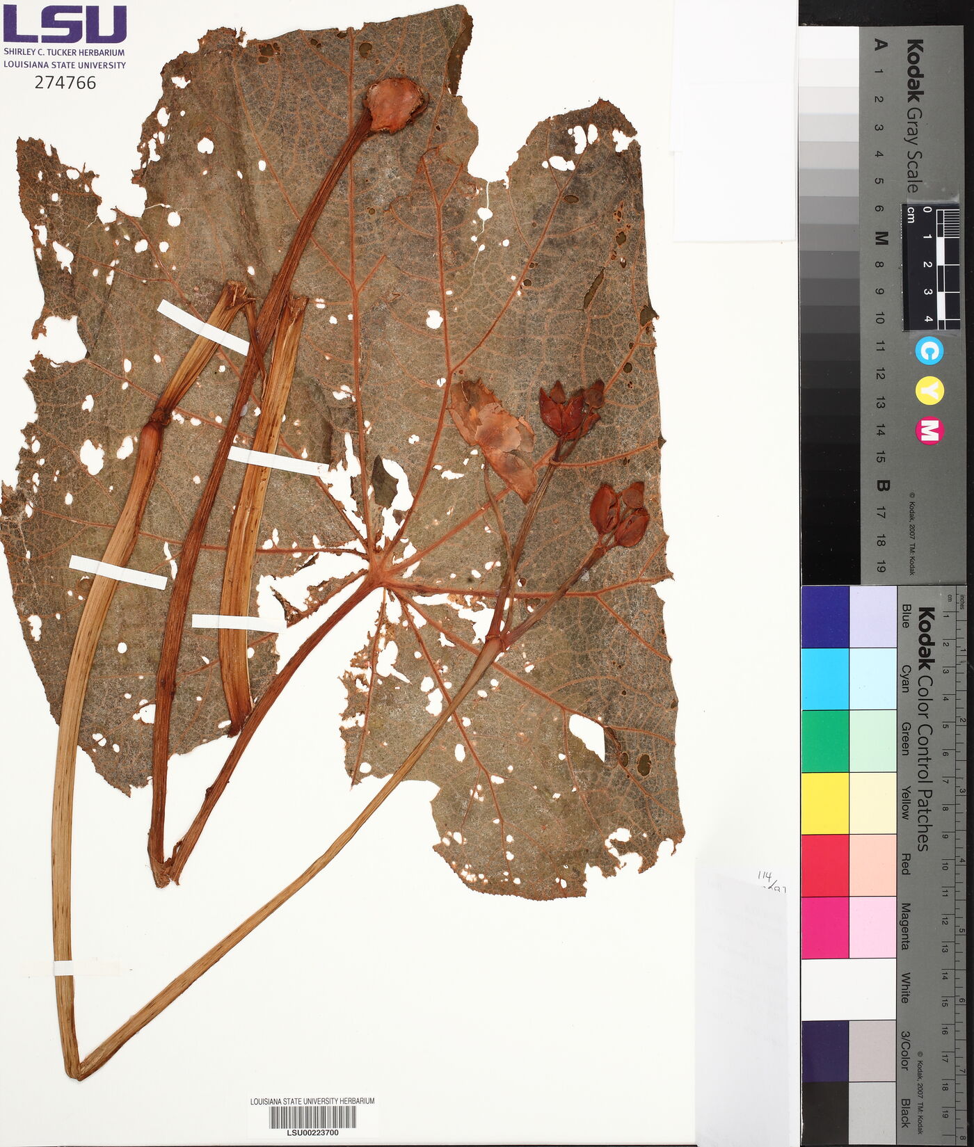 Begonia erythrocarpa image
