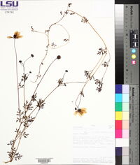 Bidens andicola image