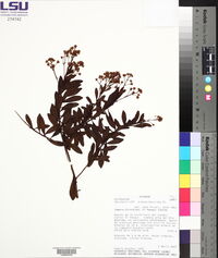 Baccharis brachylaenoides image