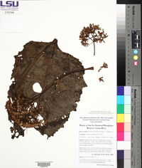 Jessea cooperi image