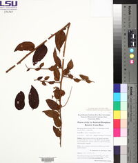 Baccharis inamoena image
