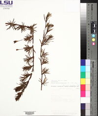 Pectis multiflosculosa image