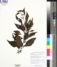 Media resource of Ageratina cartagoensis