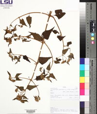 Chromolaena odorata image