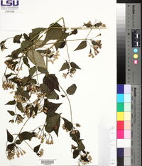 Chromolaena odorata image