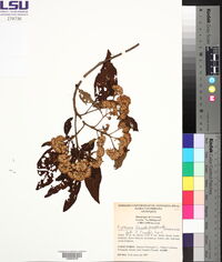 Piptocoma discolor image