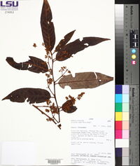 Virola sebifera image