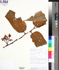 Virola sebifera image