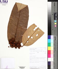 Virola calophylla image
