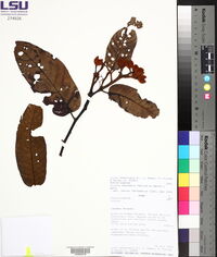 Virola theiodora image