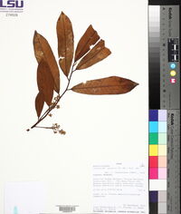 Virola pavonis image
