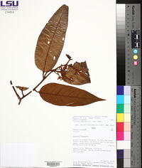 Virola sebifera image