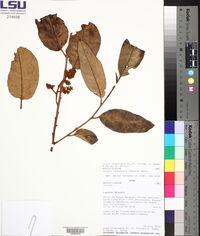 Virola calophylla image