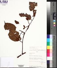 Virola sebifera image