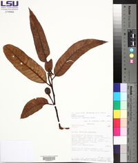 Virola sebifera image