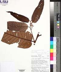 Virola peruviana image