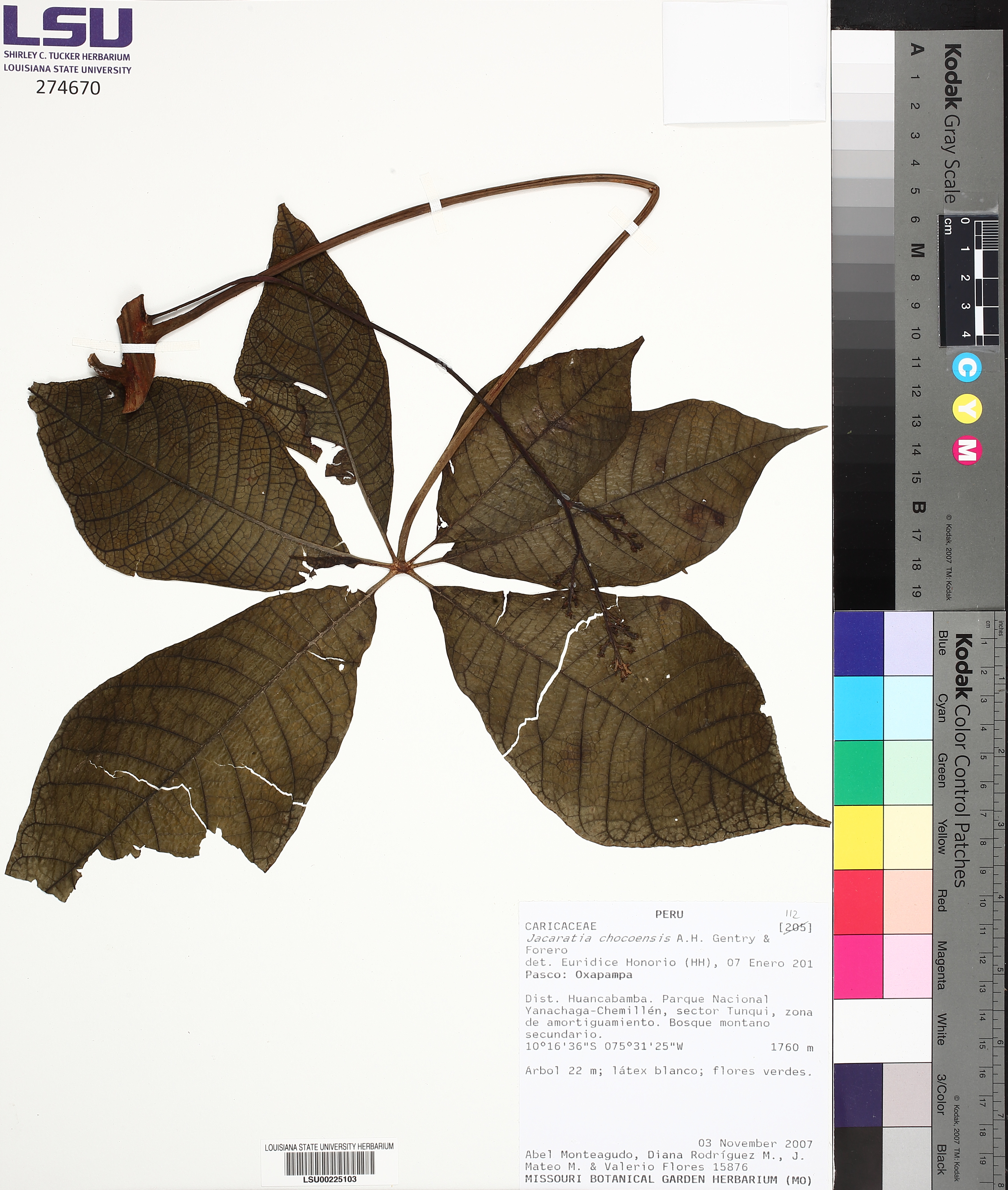 Jacaratia chocoensis A.H.Gentry & Forero 2