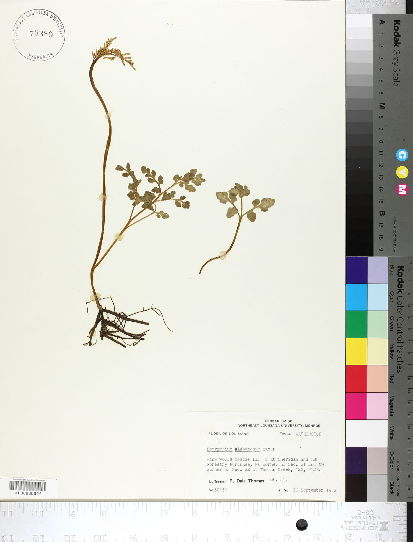 Botrychium alabamense image