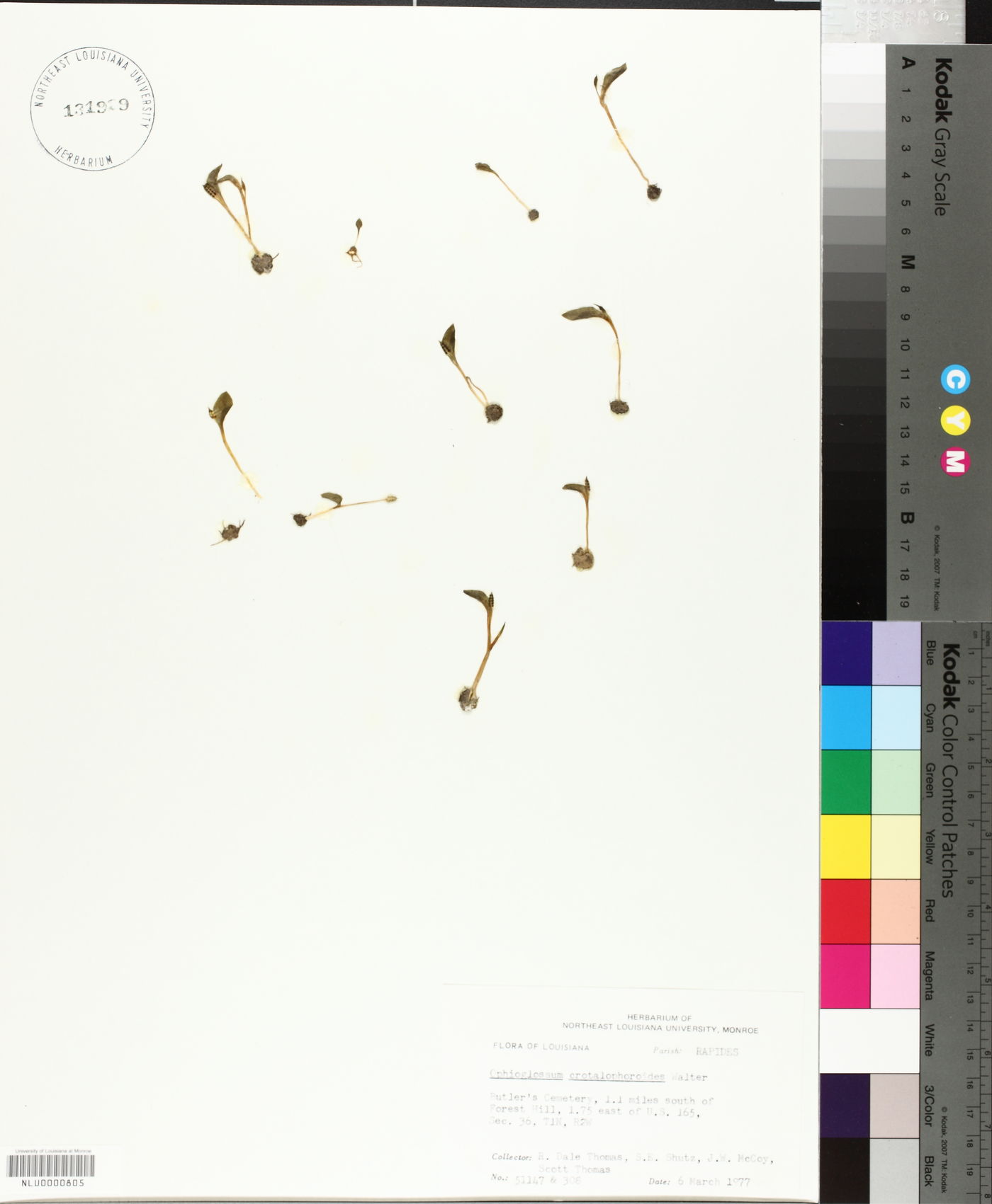 Ophioglossum crotalophoroides image
