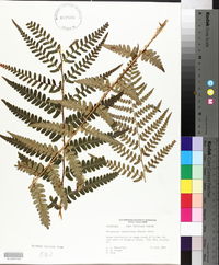 Dryopteris ludoviciana image