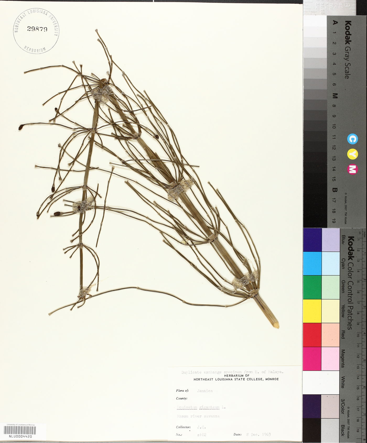Equisetum giganteum image
