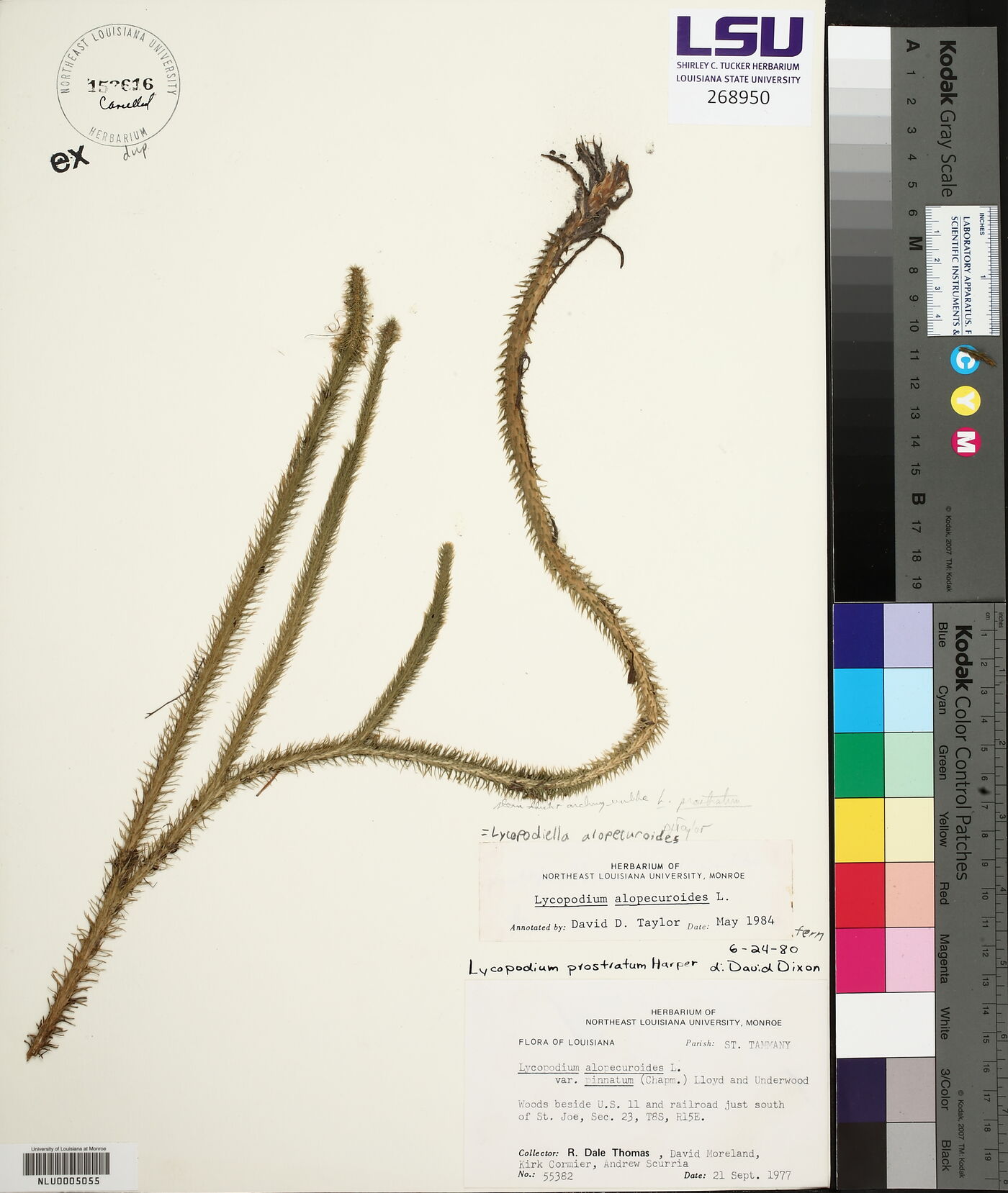 Lycopodiella alopecuroides image