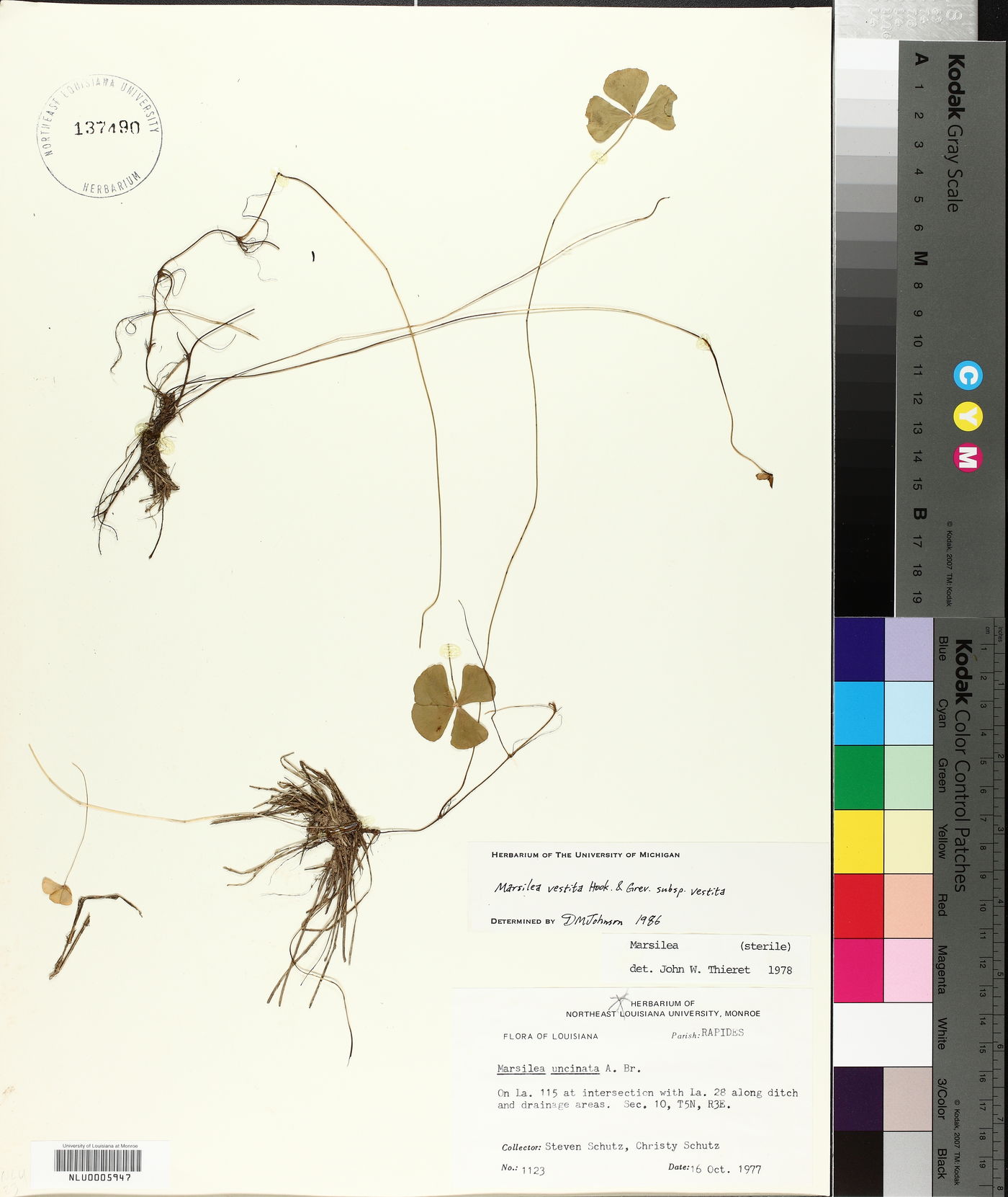 Marsilea vestita subsp. vestita image