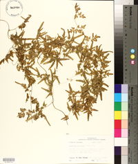 Lygodium japonicum image