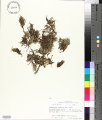 Selaginella riddellii image